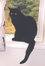 photo of small black cat, Beany