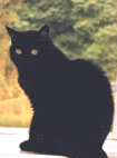 photo of Bean Bag, small black cat