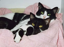 photo of two young cats, Sophie and Mocha