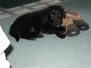 photo of puppy, Sidney, first night at home