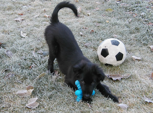 photo of Sid, playing in backyard, age 4 months