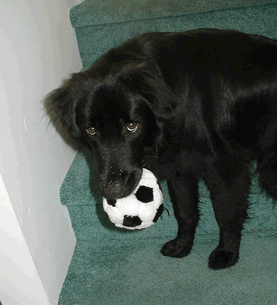 Sid and Ginger playing tug of war