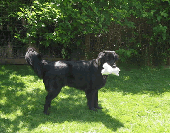 Sidney in back yard